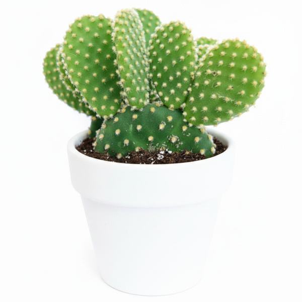 Bunny Ears, Cactus Opuntia Albata – image 7