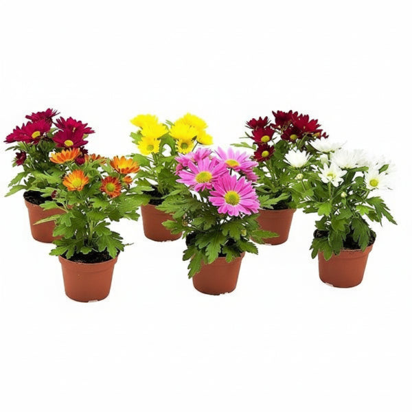 Chrysanthemum per plant – image 1