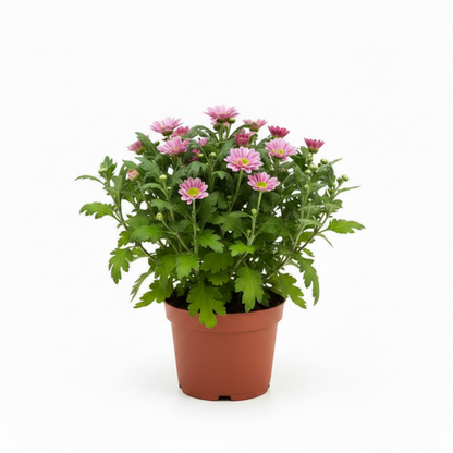 Chrysanthemum per plant – image 4