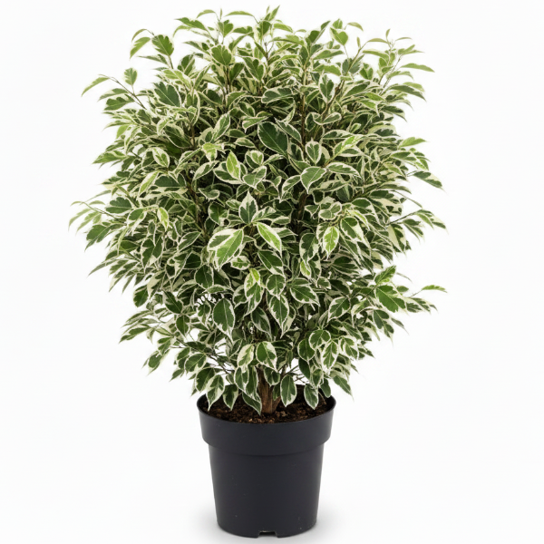 Ficus Benjamina, Twilight – image 1