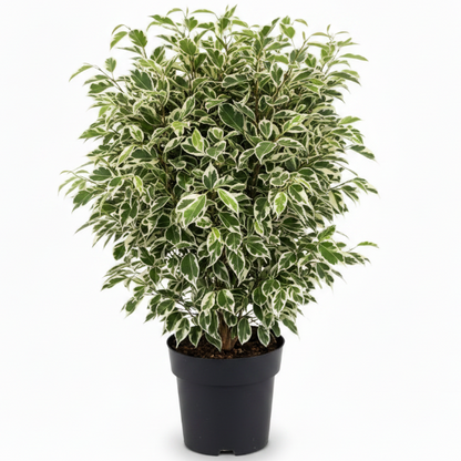 Ficus Benjamina, Twilight – image 1