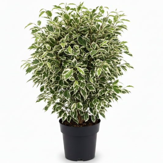 Ficus Benjamina, Twilight – image 1