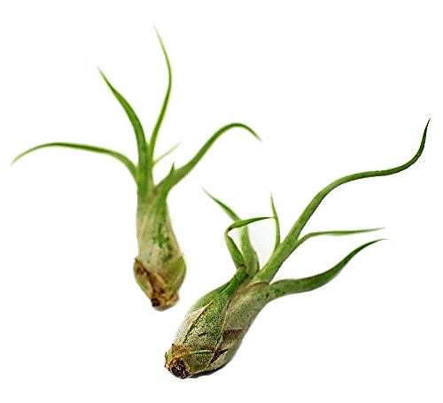 Tillandsia Caput-Medusae – image 3