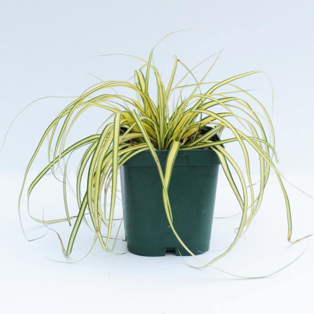 Carex Hachjioensis, EverGold – image 4