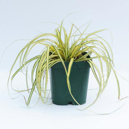 Carex Hachjioensis, EverGold – image 4