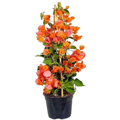 Bougainvillea Spectabilis Orange – image 4
