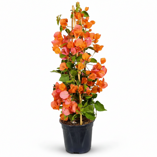 Bougainvillea Spectabilis Orange – image 1