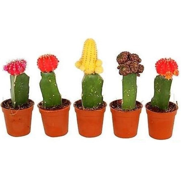 Gymnocalycium small 10-15cm – image 3