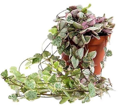 String of Hearts, Ceropegia Woodii, Variegated – image 1