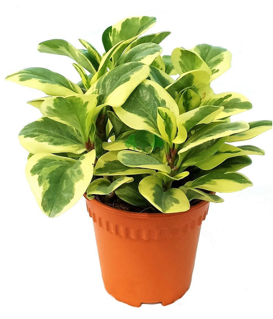 Peperomia marble, Variegated Peperomia – image 1