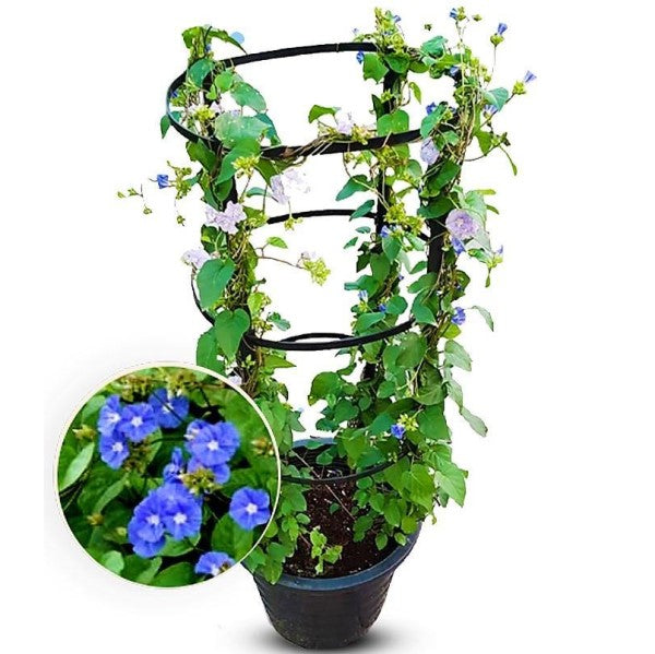 Jacquemontia Pentantha, Sky Blue Cluster Vine – image 3