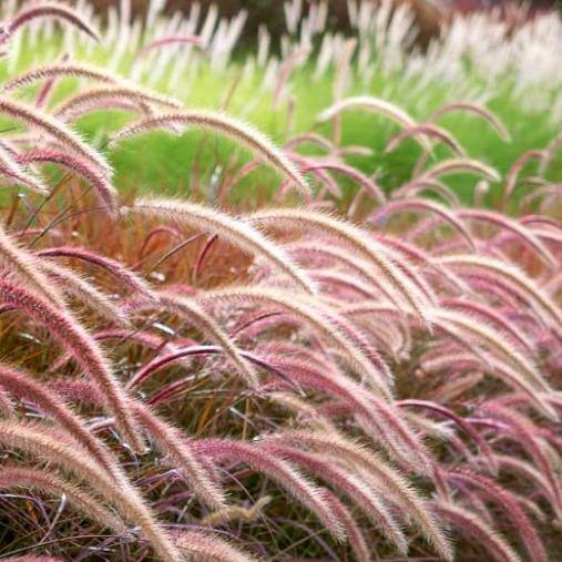 Pennisetum Rubrum, Purple Fountain Grass, African Fountain Grass, Tender Fountain Grass – image 5