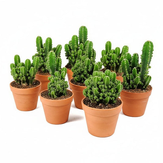 Peruvian Cactus, Cereus Peruvianus – image 2