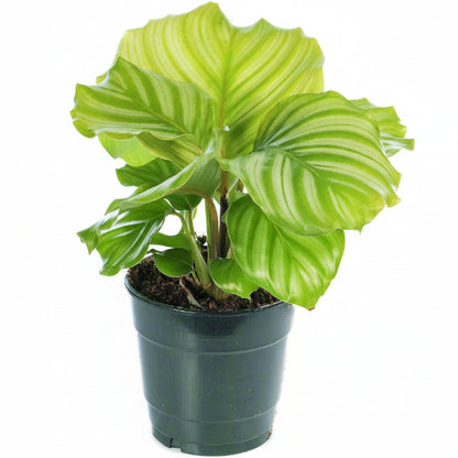 Calathea Orbifolia – image 1