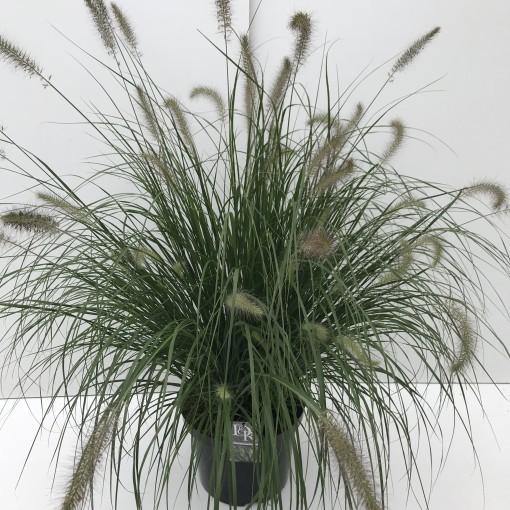 Pennisetum alopecuroides, Chinese fountain grass – image 2
