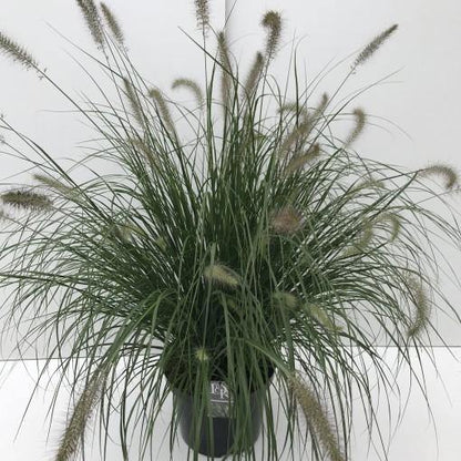 Pennisetum alopecuroides, Chinese fountain grass – image 2
