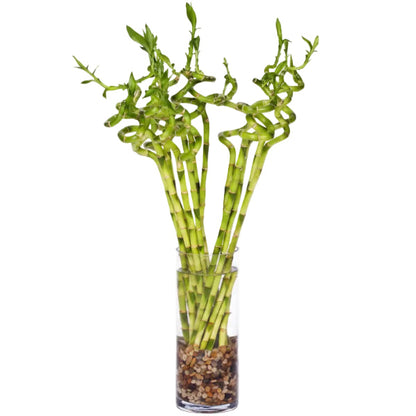 Lucky Bamboo Sticks, Dracaena Sanderiana – image 1