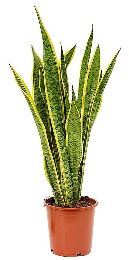 Snake Plant, Sansevieria Trifasciata, Laurentii, indoor – image 3