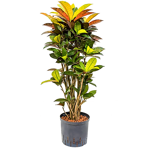 Codiaeum Iceton, Codiaeum Variegatum, Croton – image 4
