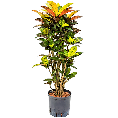 Codiaeum Iceton, Codiaeum Variegatum, Croton – image 4