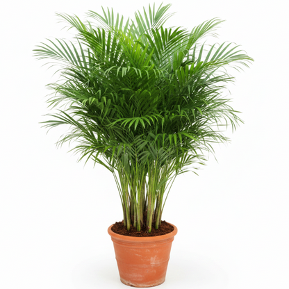 Areca Palm , Chrysalidocarpus lutescens (Outdoor) – image 3