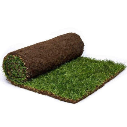 Natural Carpet Grass, Paspalium vaginatum – image 3
