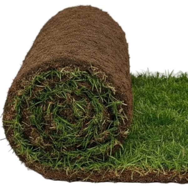 Natural Carpet Grass, Paspalium vaginatum – image 1