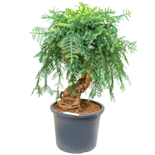 Araucaria Bonsai Decor – image 2