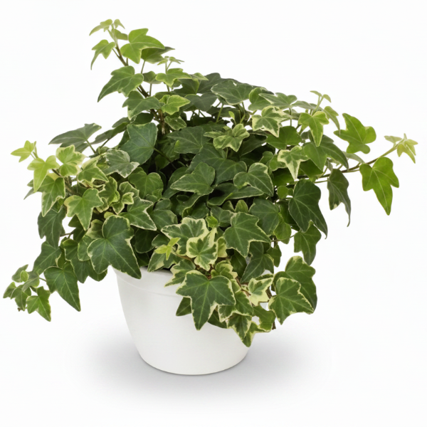 Hedera helix or English Ivy (Mixed Per Plant) – image 4