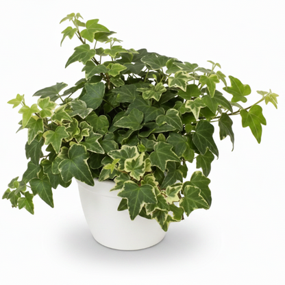 Hedera helix or English Ivy (Mixed Per Plant) – image 4
