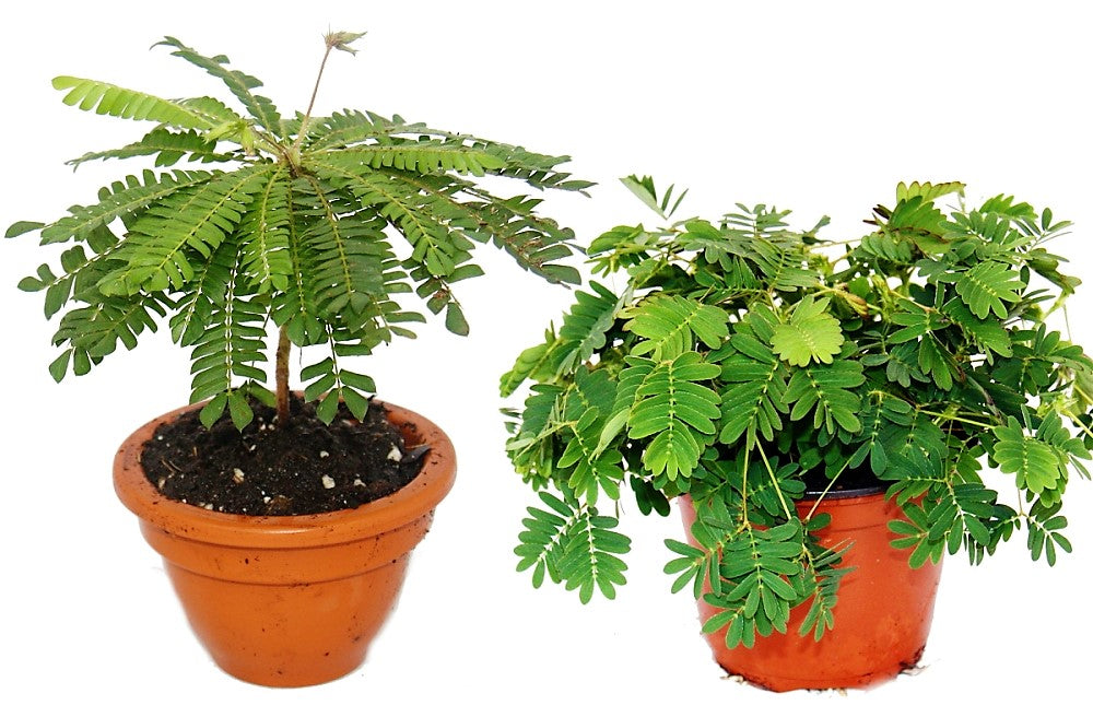 Touch me not, Mimosa Pudica – image 3