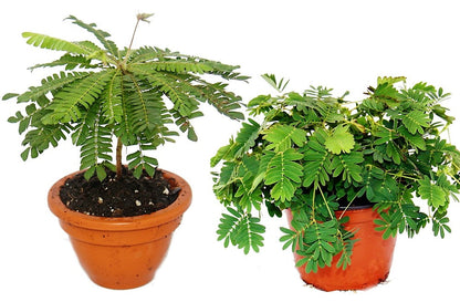 Touch me not, Mimosa Pudica – image 3