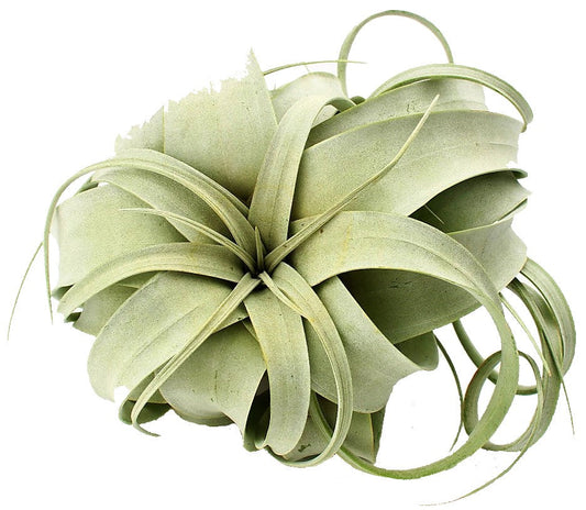 Tillandsia Xerographica – image 2