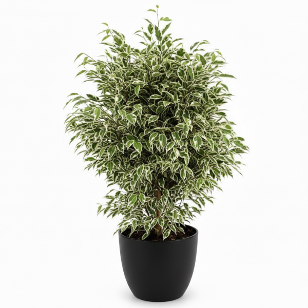 Ficus Benjamina, Twilight – image 7