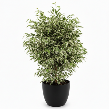 Ficus Benjamina, Twilight – image 7