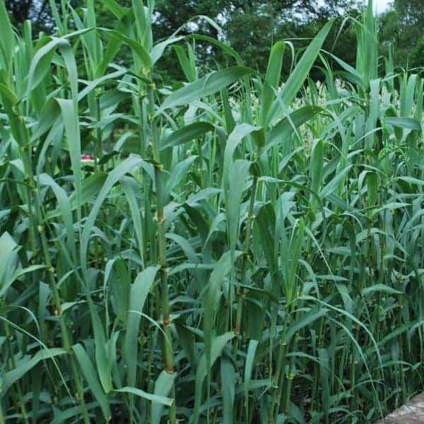 Arundo Donax, Giant Reed – image 3