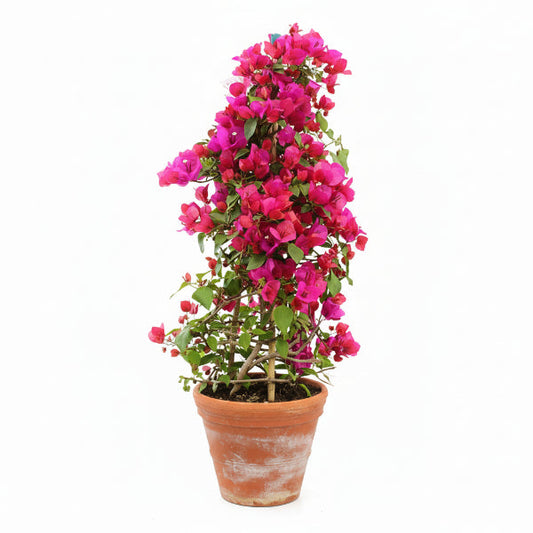 Bougainvillea Rainbow GOLD – image 1