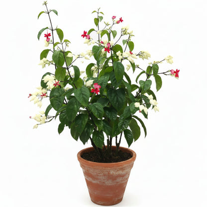 Clerodendrum Thomsoniae, Pink Bleeding Heart Vine – image 1