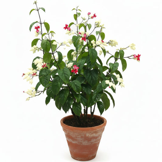 Clerodendrum Thomsoniae, Pink Bleeding Heart Vine – image 1
