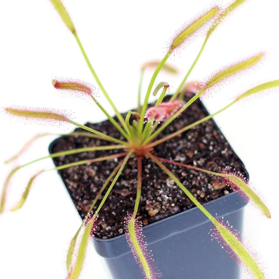 Drosera capensis or Cape Sundew – image 3