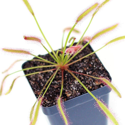 Drosera capensis or Cape Sundew – image 3