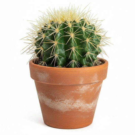 Ball Cactus, Barrel – image 1