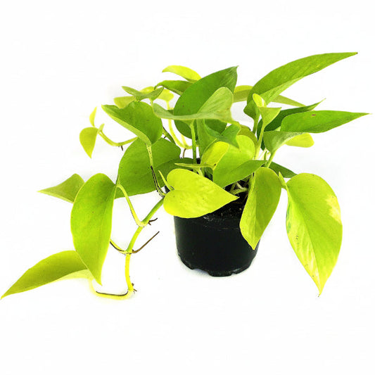 Neon Pothos – image 2