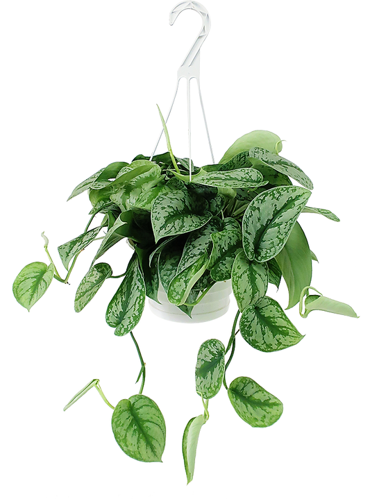Satin Pothos Hanging – image 2