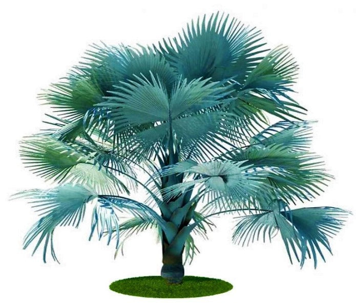 Bismark Palm, Bismarckia Nobilis – image 3