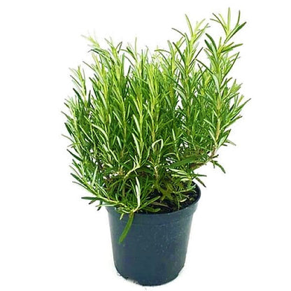 Rosmarinus Officialis, Rosemary Herb Indoor – image 1