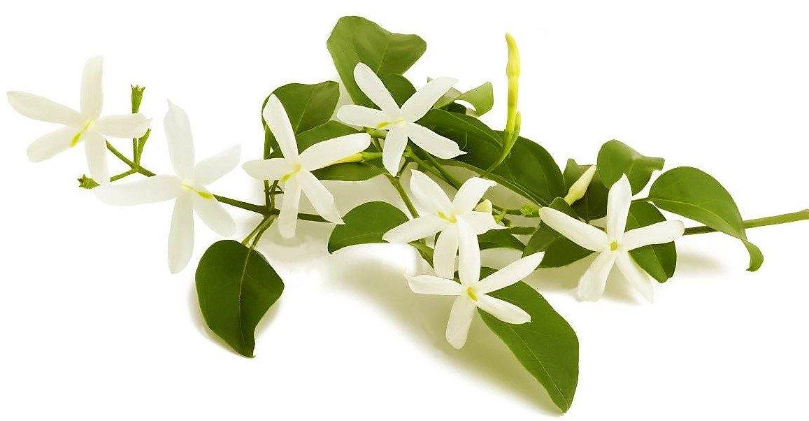 Jasminum Grandiflora, Grandiflorum, Jasmine Climber – image 4