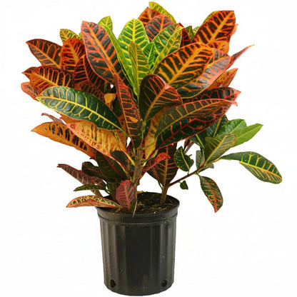 Codiaeum Variegatum , Croton (Indoor) – image 1
