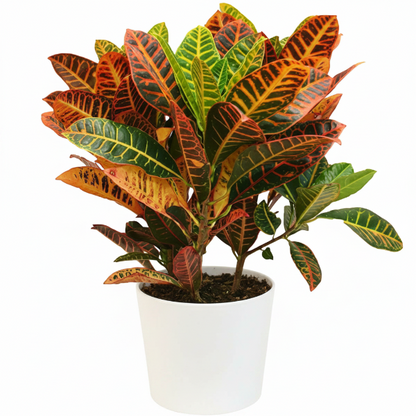 Codiaeum Variegatum , Croton (Indoor) – image 5