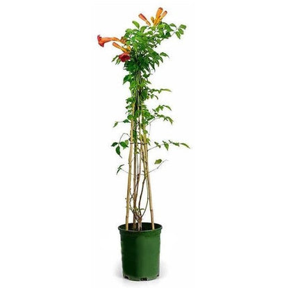 Campsis Radicans, Trumpet Vine – image 1